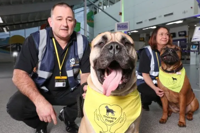 Therapy dogs at Southampton airport