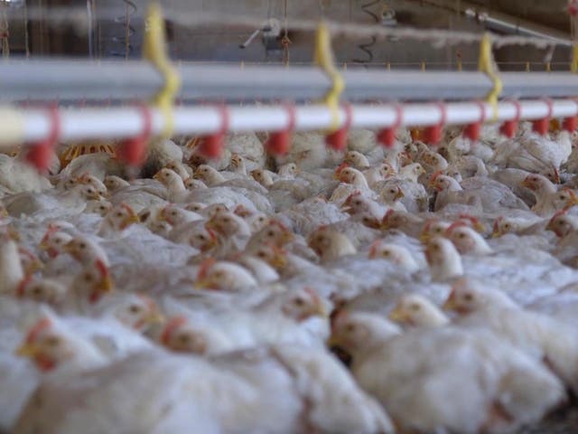 Broiler chickens at a factory farm, which activists say are cruel