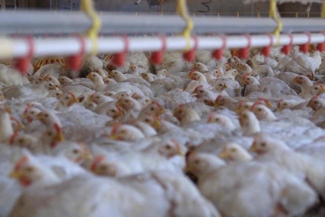 Broiler chickens at a factory farm, which activists say are cruel