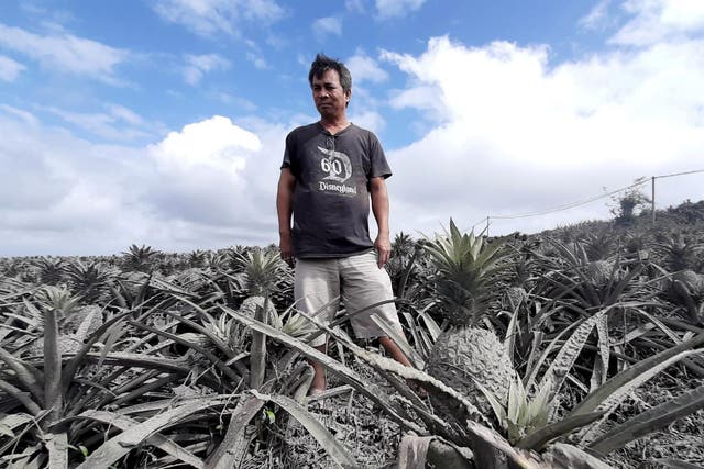 Farmer Jack Imperial, 49, poses for a portrait in his pineapple plantation covered with ash from the erupting Taal Volcano in Tagaytay Philippines January 15 2020