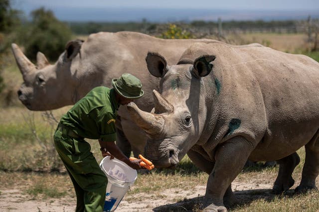 Female northern white rhinos Fatu, 19, right, and Najin, 30, left, are fed in their enclosure at Ol Pejeta Conservancy, Kenya