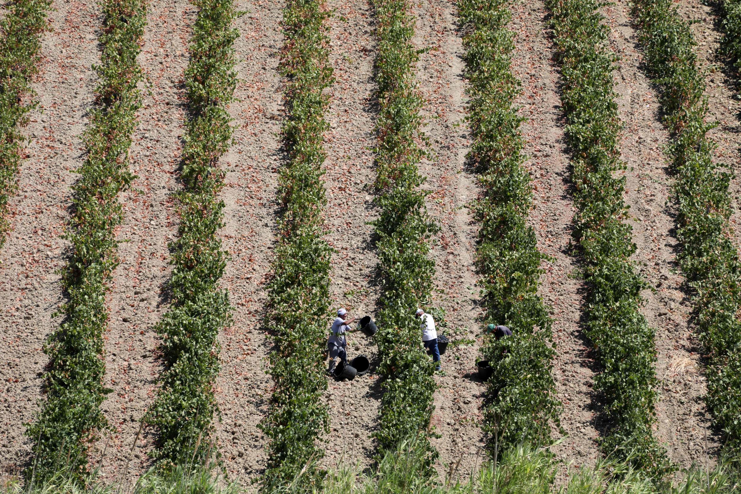 Farm labourers work in a vineyard on the island of Sicily
