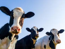 Cows talk to each about how they feel, study finds