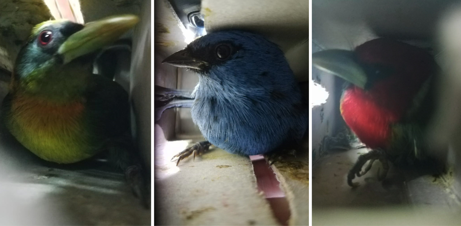 A man has been arrested for trying to smuggle 20 live birds to Europe