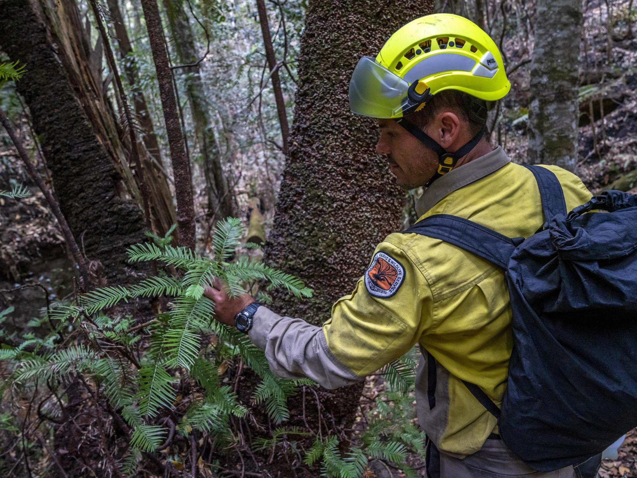 New South Wales National Parks and Wildlife Service, NSW National Parks and Wildlife Service personnel inspect the health of Wollemi pine trees in the Wollemi National Park west of Syndey (NSW National Parks and Wildfire Service/