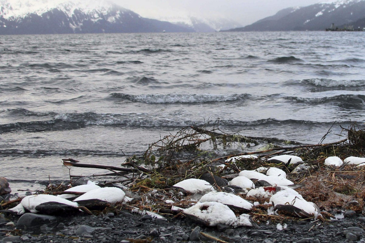 Huge 'blob' of warm water ‘killed one million seabirds in unprecedented mass die-off’