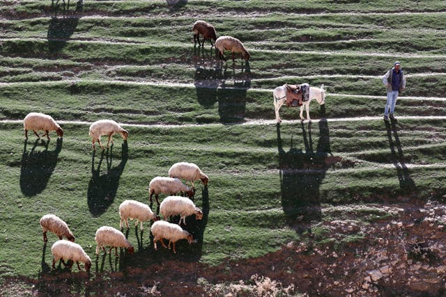 A Palestinian shepherd herds his flock in the West Bank near the Israeli Settelment of Ma'ale Adumim