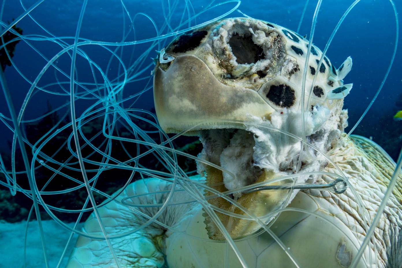 A turtle long dead trapped in fishing line in the Bahama, taken by Shane Gross