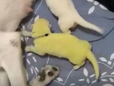 Dog gives birth to ‘lime green’ puppy
