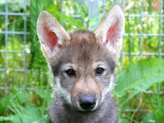Scientists discover wolf cubs also play fetch, not just dogs