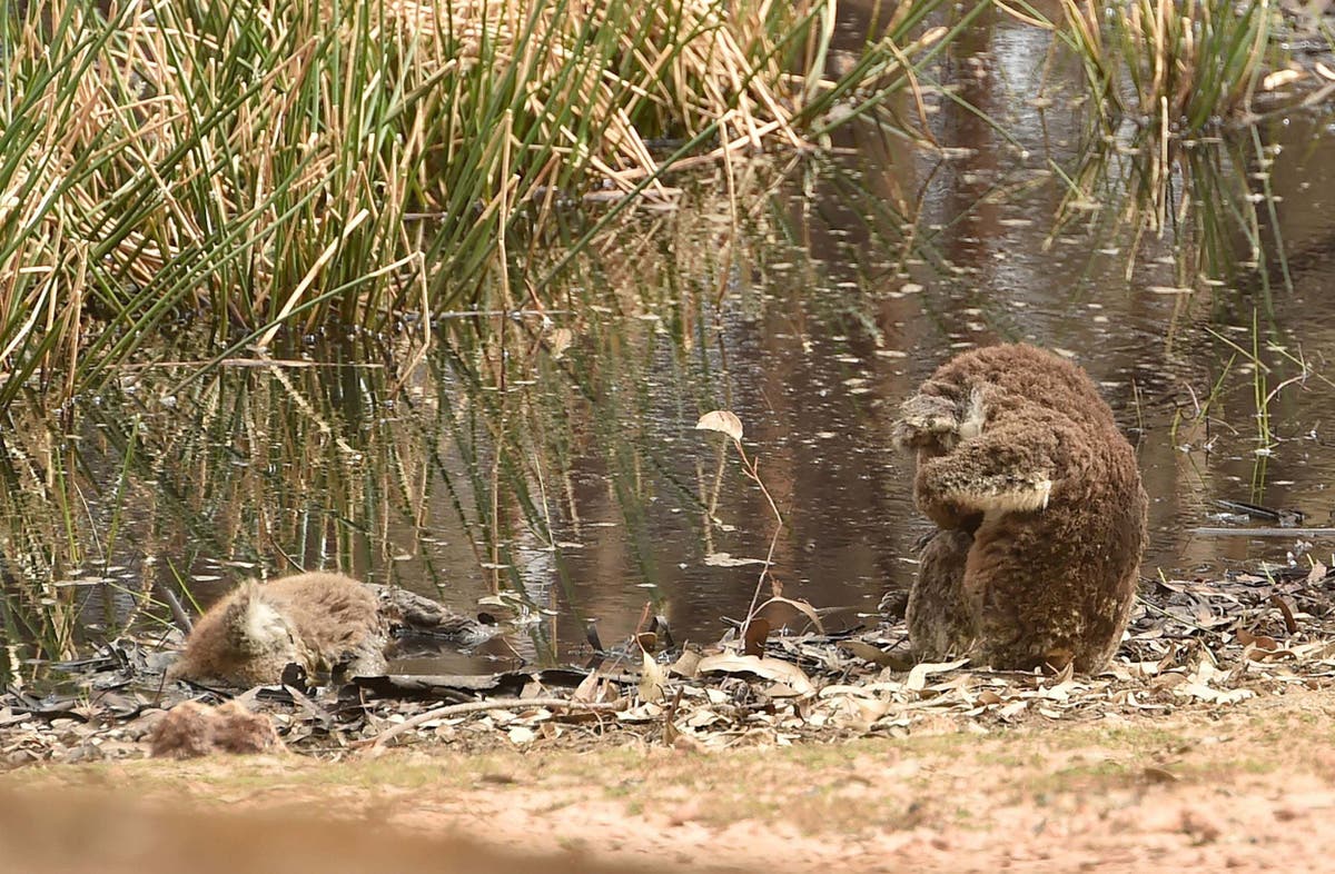 Australia wildfires: Hundreds of koalas being treated as animals spotted ‘curled up and shut down’ across fire-ravaged region