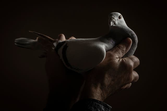 India also detained a pigeon in 2015 on similar suspicions over spying