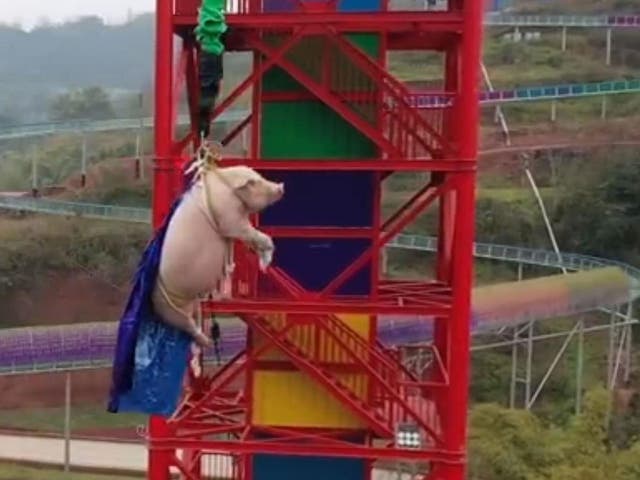 A 75kg pig was forced to bungee jump in a theme park in Chongqing, China