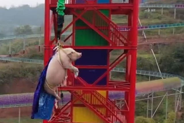 A 75kg pig was forced to bungee jump in a theme park in Chongqing, China