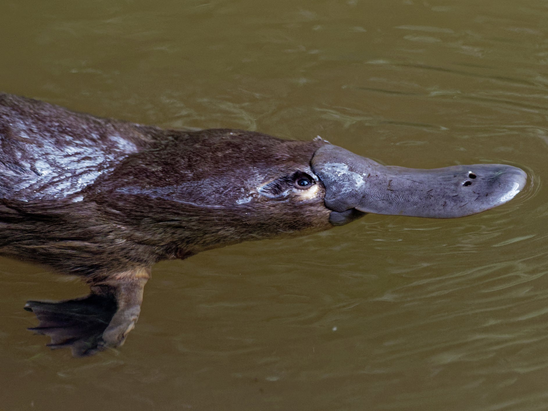 duck billed platypus
