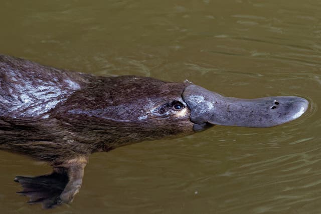 Scientists are calling for greater protection for the duck-billed platypus which lives in eastern Australia's rivers