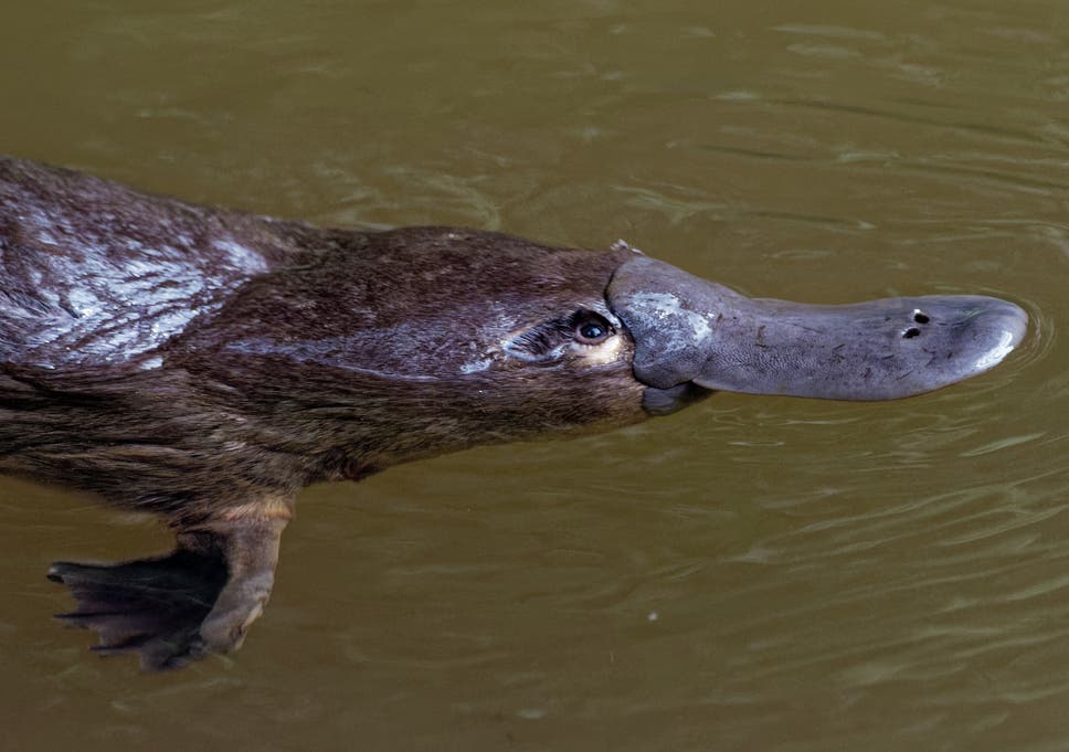 Scientists are calling for greater protection for the duck-billed platypus which lives in eastern Australia's rivers