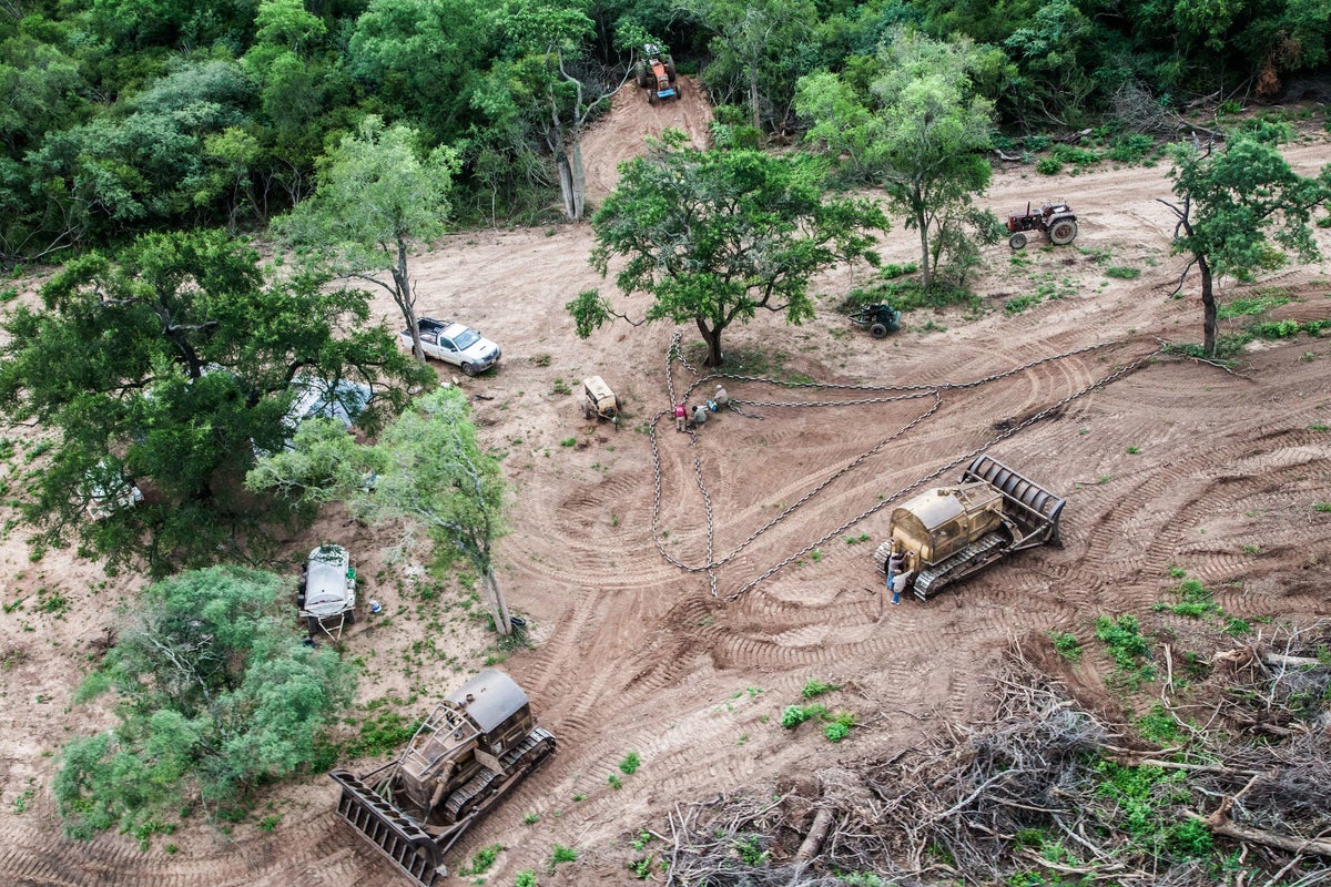 UK’s love of chicken ‘fuelling mass forest loss in South America’