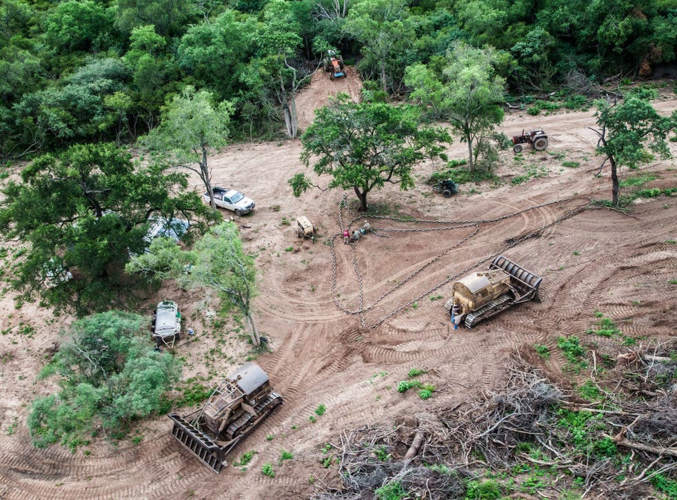 Illegal logging in Argentina, where forests are being replaced by soya plantations