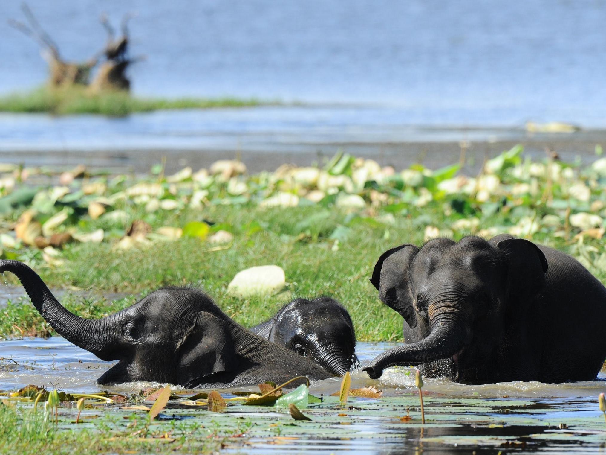 Baby elephant bulls can be seen bathing in Sri Lanka’s Yala National Park