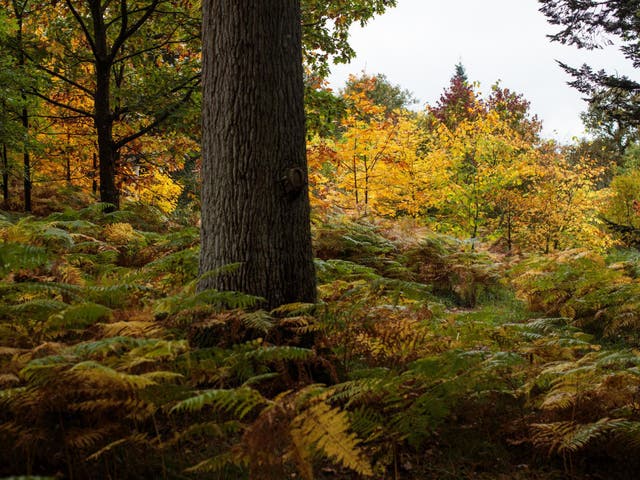 A fifth of the UK needs to be covered by trees to absorb more carbon emissions, experts advise