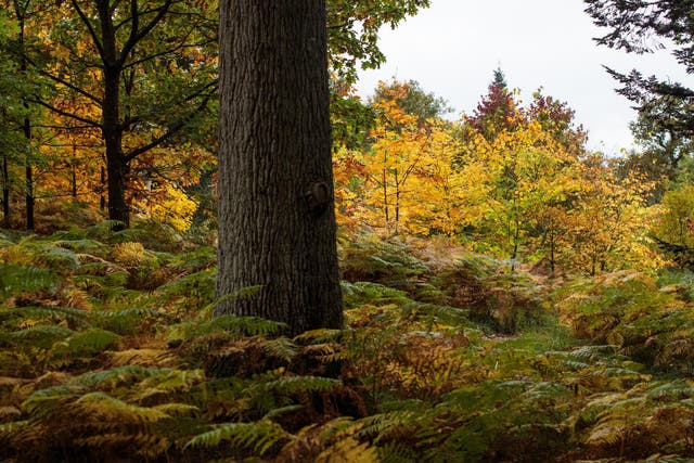 A fifth of the UK needs to be covered by trees to absorb more carbon emissions, experts advise