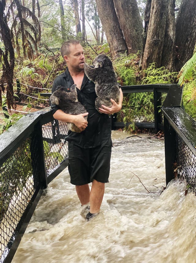 Australians Warned Of Bonanza Of Deadly Funnel Web Spiders After Flash Floods The Independent The Independent