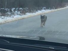 Man strangles coyote after it attacks his child