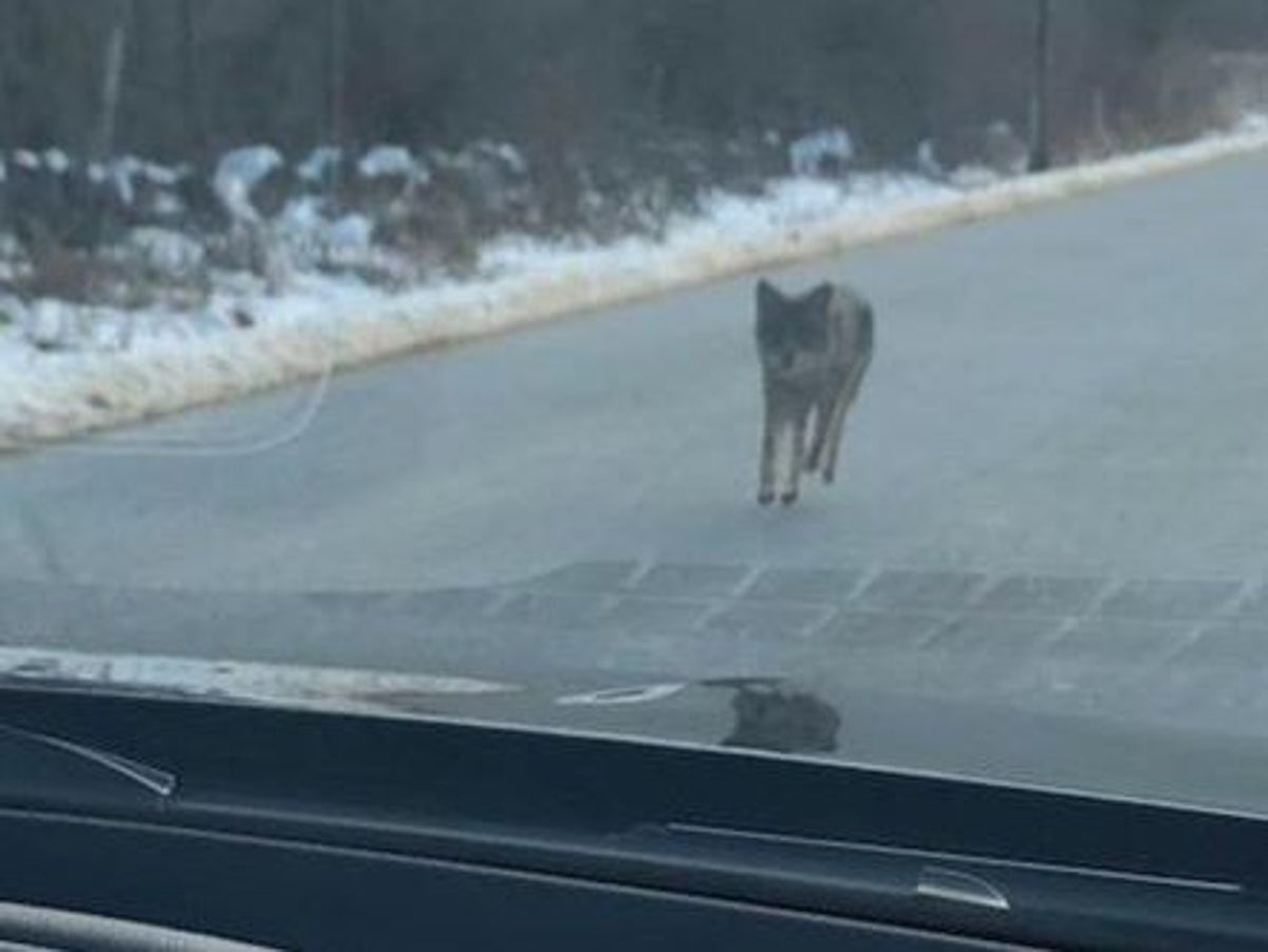 Man Strangles Coyote After It Attacks His Child The Independent The Independent