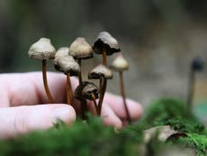 Magic mushrooms and LSD can give prolonged mood boost, study finds