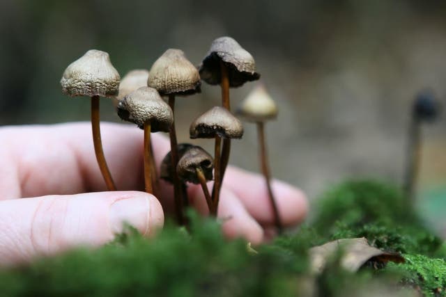 Psilocybin mushrooms can provide lingering mood benefits and increased feelings of connectedness, study finds