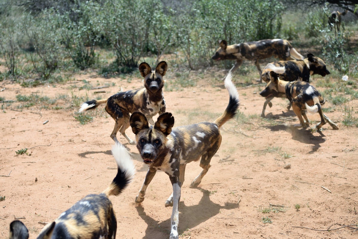 Six endangered African painted dog pups become newest additions to Oklahoma Zoo