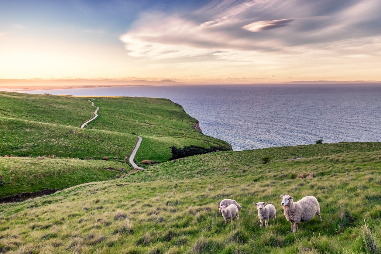 MPs fear these New Zealand sheep will take a bite out of Britain’s farming industry