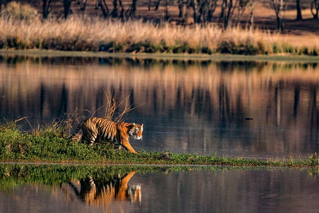 Madhya Pradesh is home to 70 per cent of the world’s wild tigers