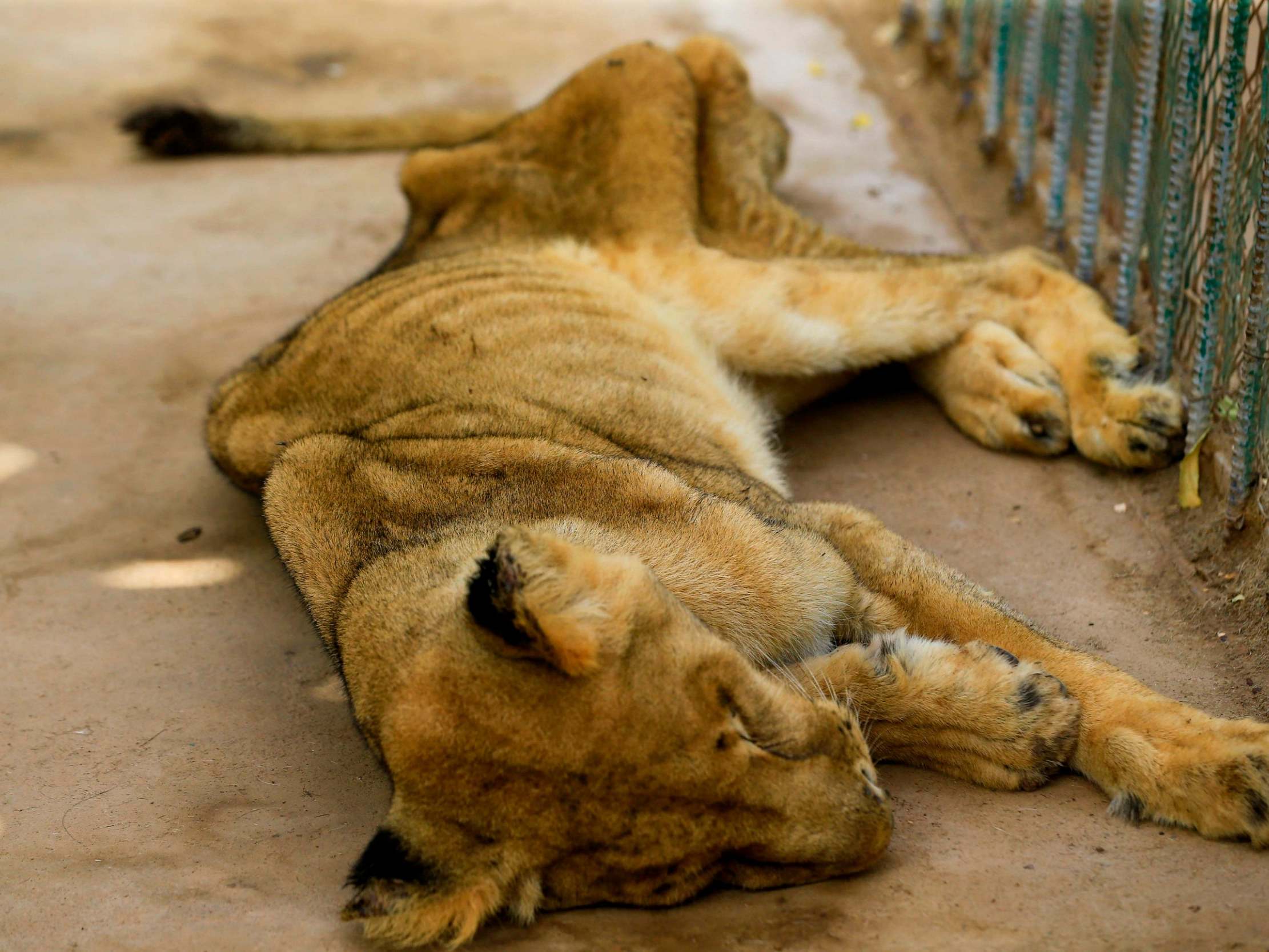 Five African lions were found in an emaciated state