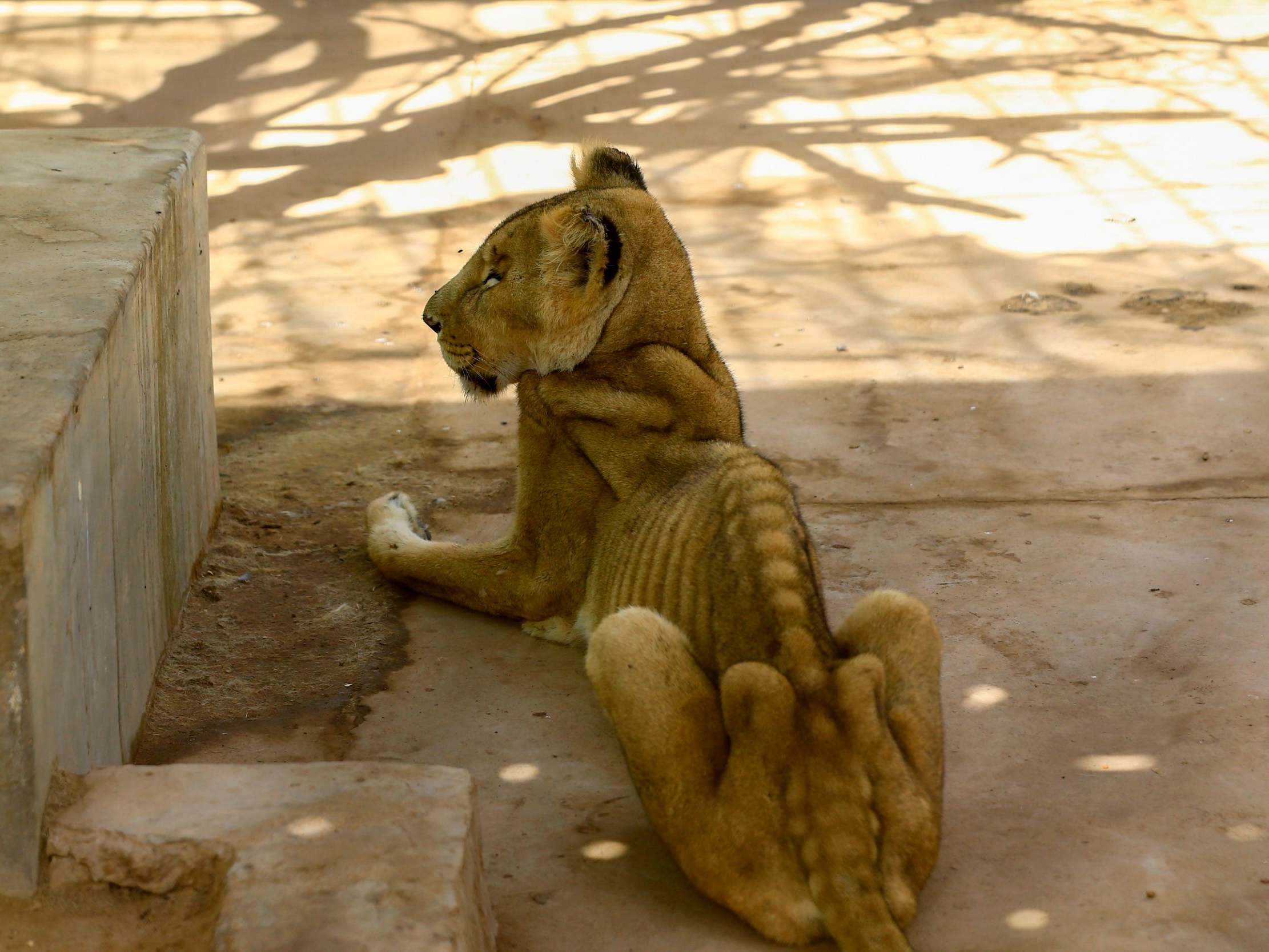 A malnourished lioness sits in her cage at the Al-Qureshi park in the Sudanese capital Khartoum