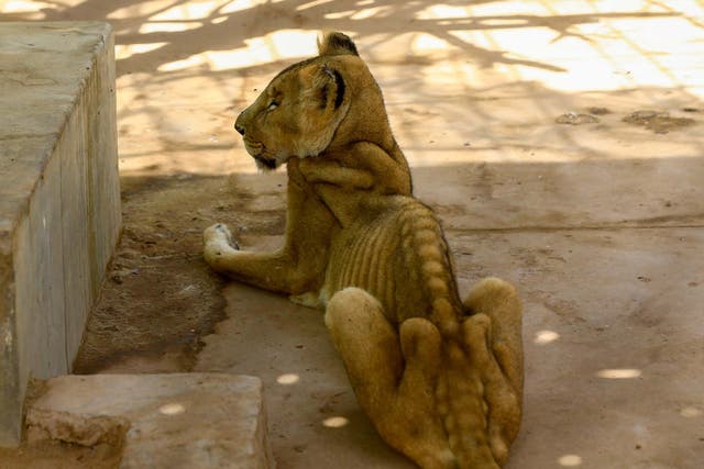 A malnourished lioness sits in her cage at the Al-Qureshi park in the Sudanese capital Khartoum