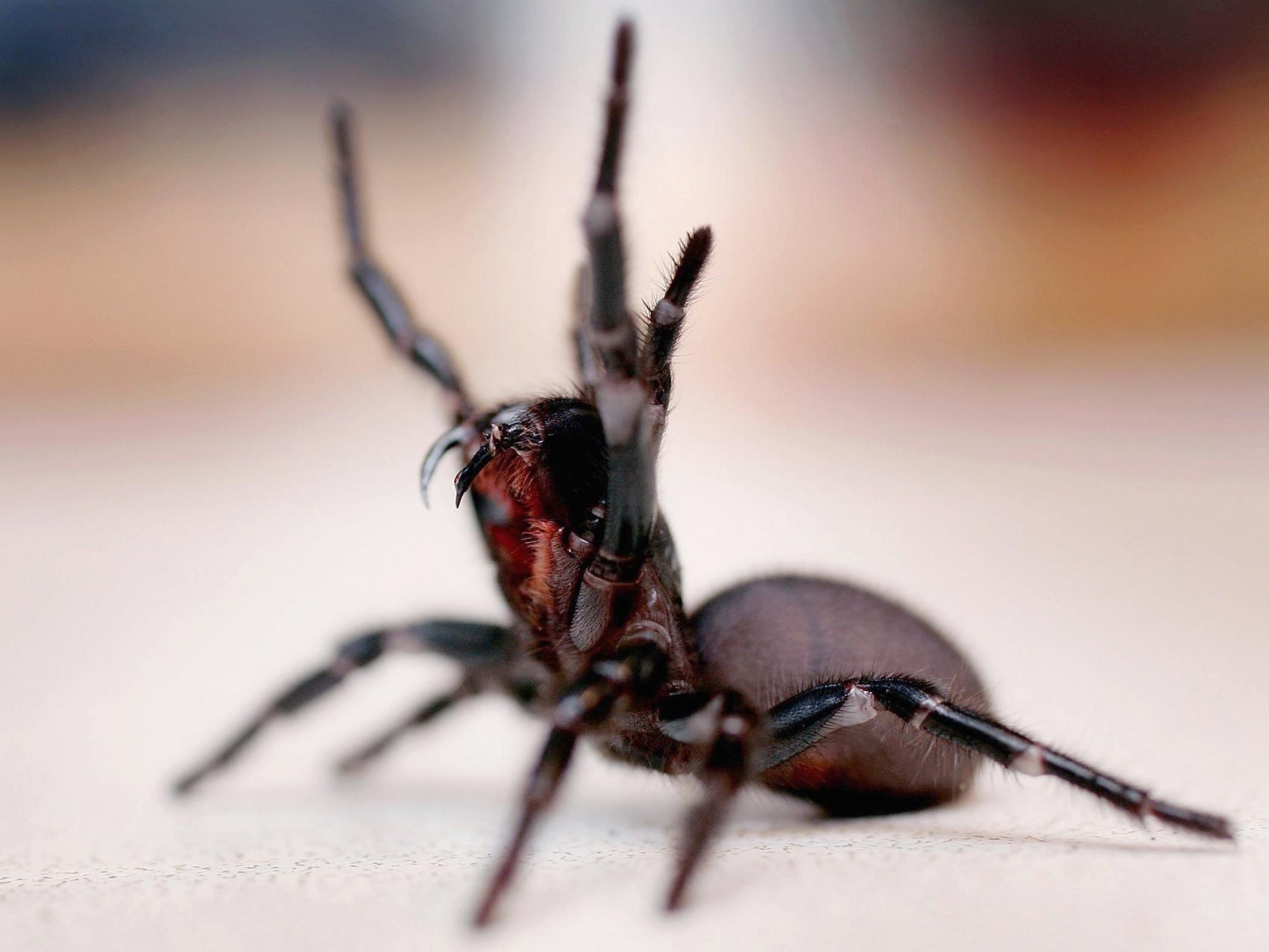 Spider news, Australia: Man's close encounter with deadly arachnid in pool