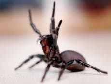 Australians warned of ‘bonanza’ of deadly funnel-web spiders