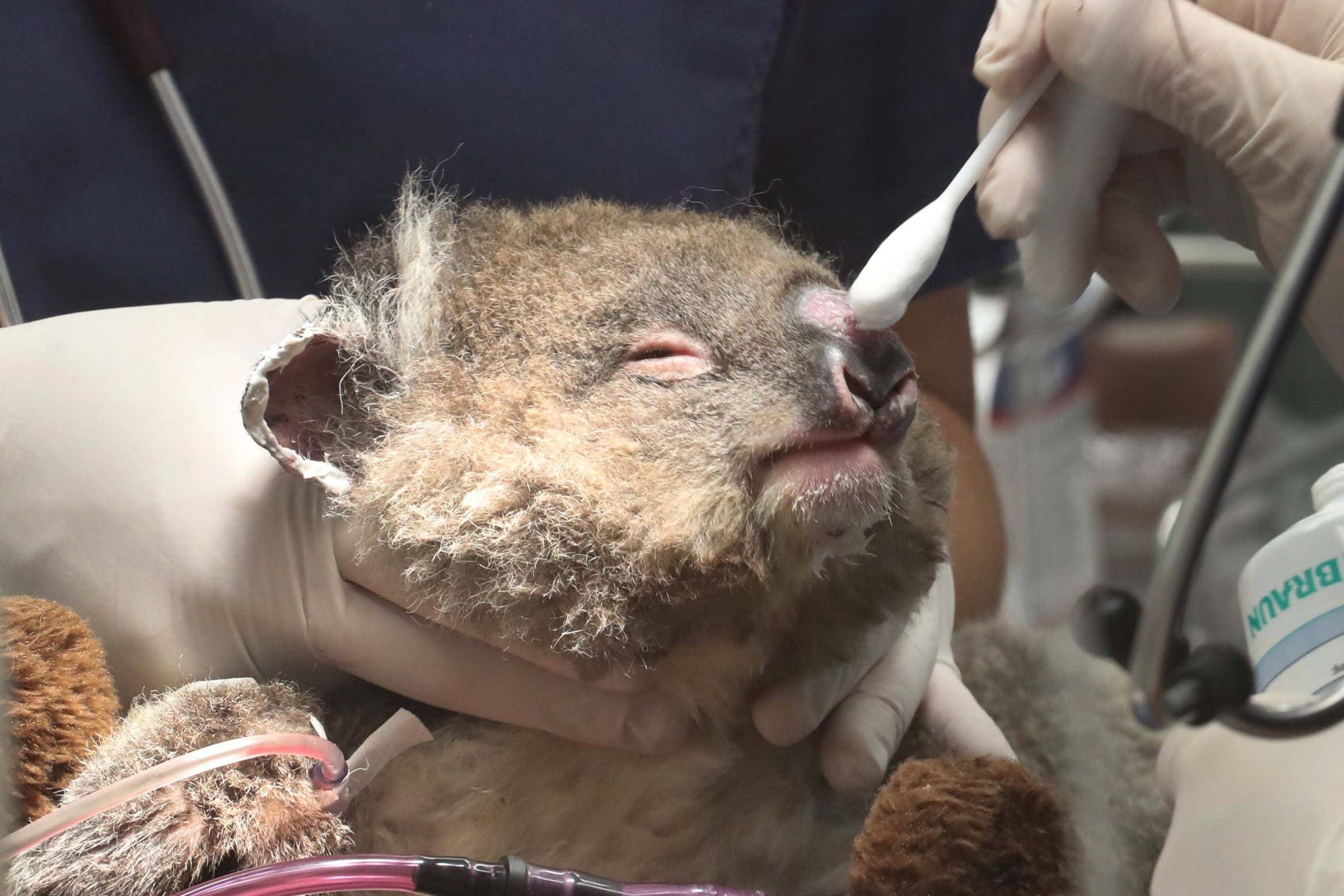 Australia bushfires killed at least 5,000 koalas in latest blow to marsupials