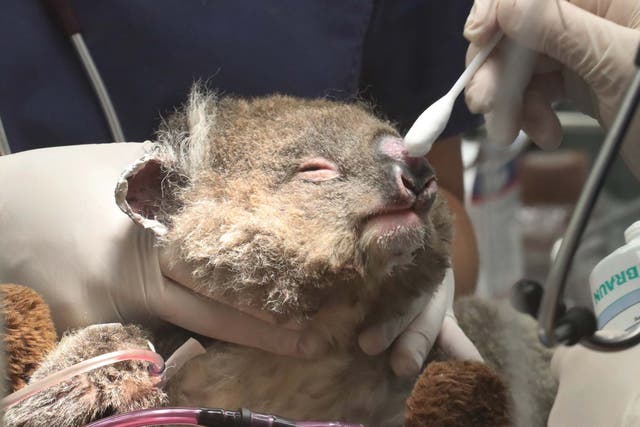 Jeremy, a young koala that was injured in the bushfires, receives medical attention at Healesville Sanctuary in Healsville, Victoria, Australia,