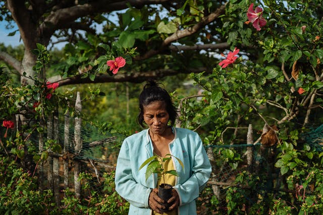 A women holds a wildling from a tree nursery initiative managed by elderly people in the Philippines