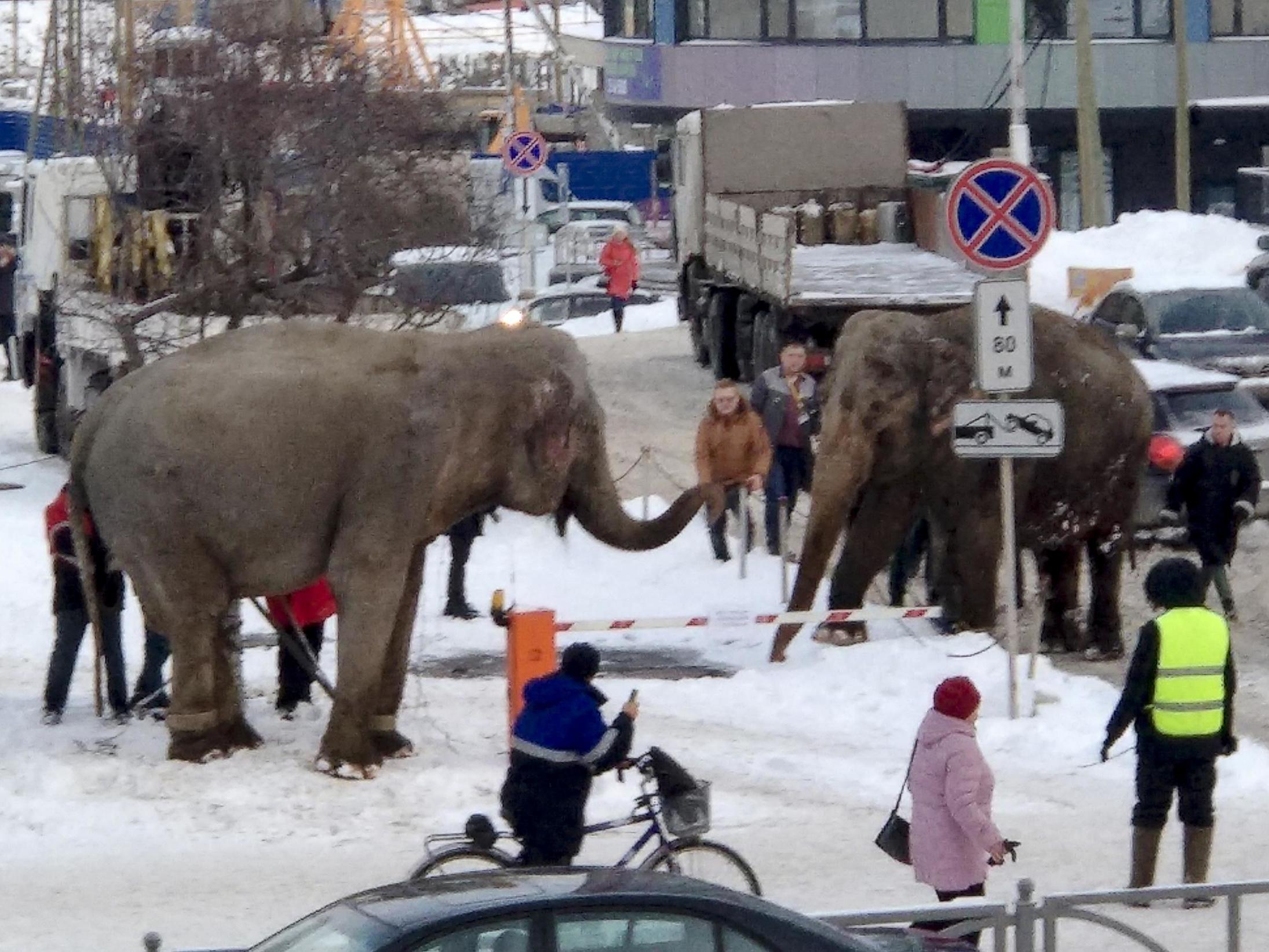 Слон сбежал из цирка Екатеринбург. В Екатеринбурге сбежал слон. Сбежавший цирк