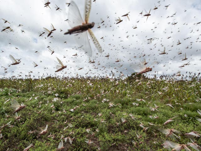 Swarms of desert locusts fly up into the air from crops in Katitika village, Kitui county, Kenya Friday, Jan 24 2020