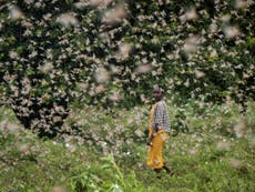 East Africa ‘needs $76m to fight worst locust outbreak in decades’