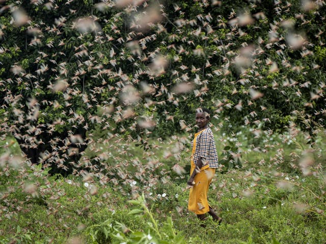 A farmer looks back as she walks through swarms of desert locusts feeding on her crops, in Katitika village, Kitui county, Kenya, Friday, Jan 24 2020
