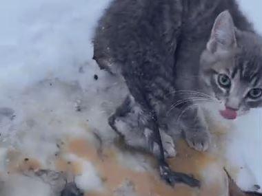 Kittens saved from freezing to death after man pours coffee on them
