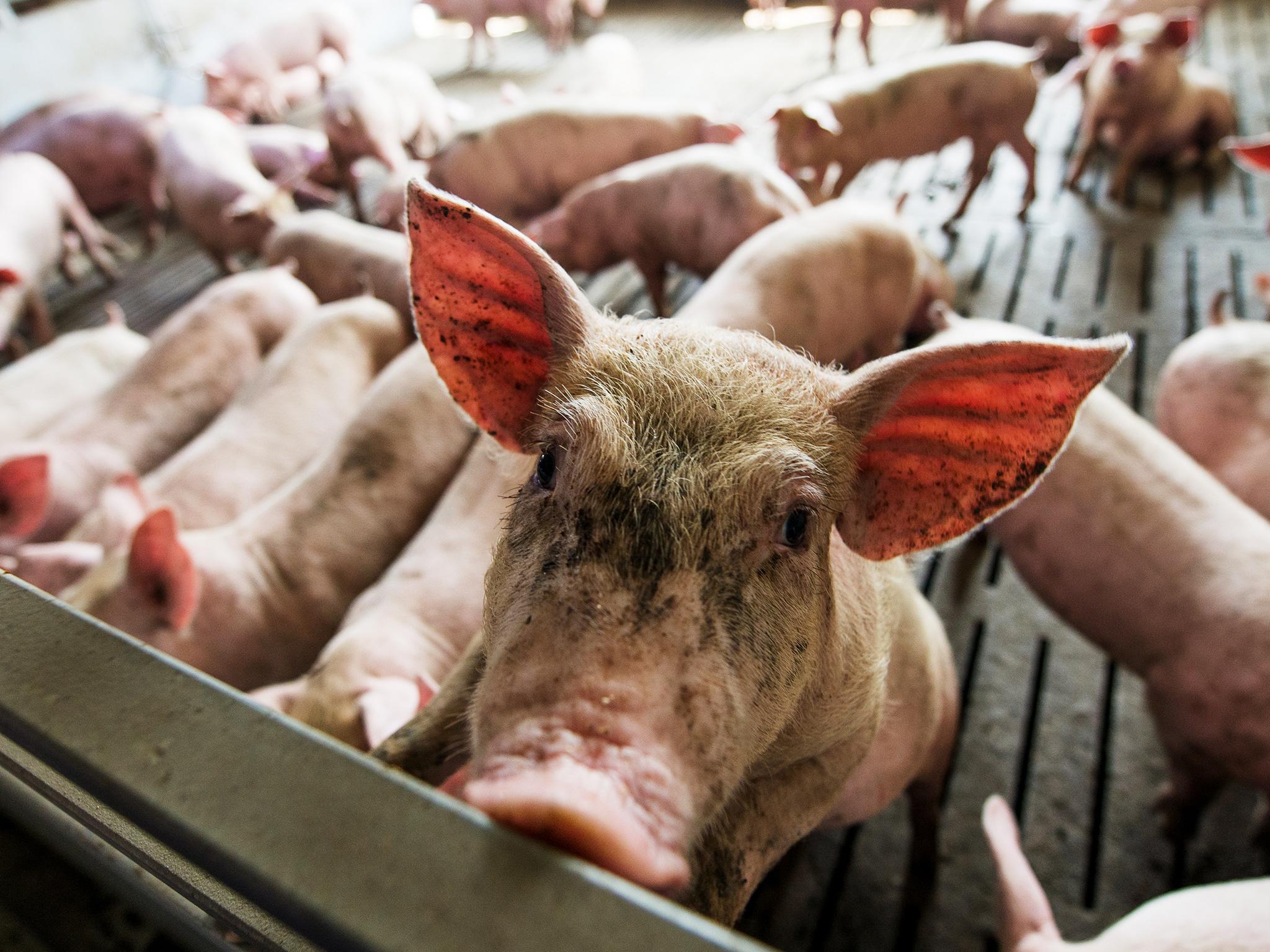 Almost 29 million farm animals were sent for slaughter in 2019