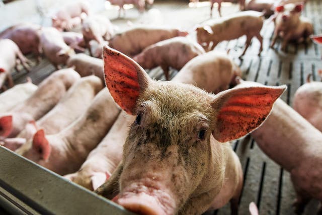 Almost 29 million farm animals were sent for slaughter in 2019