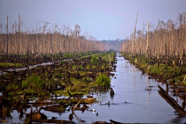 Water cuts through a devastated peat swamp in Sumatra, Indonesia where the business of pulp, palm oil and wood are causing mass deforestation